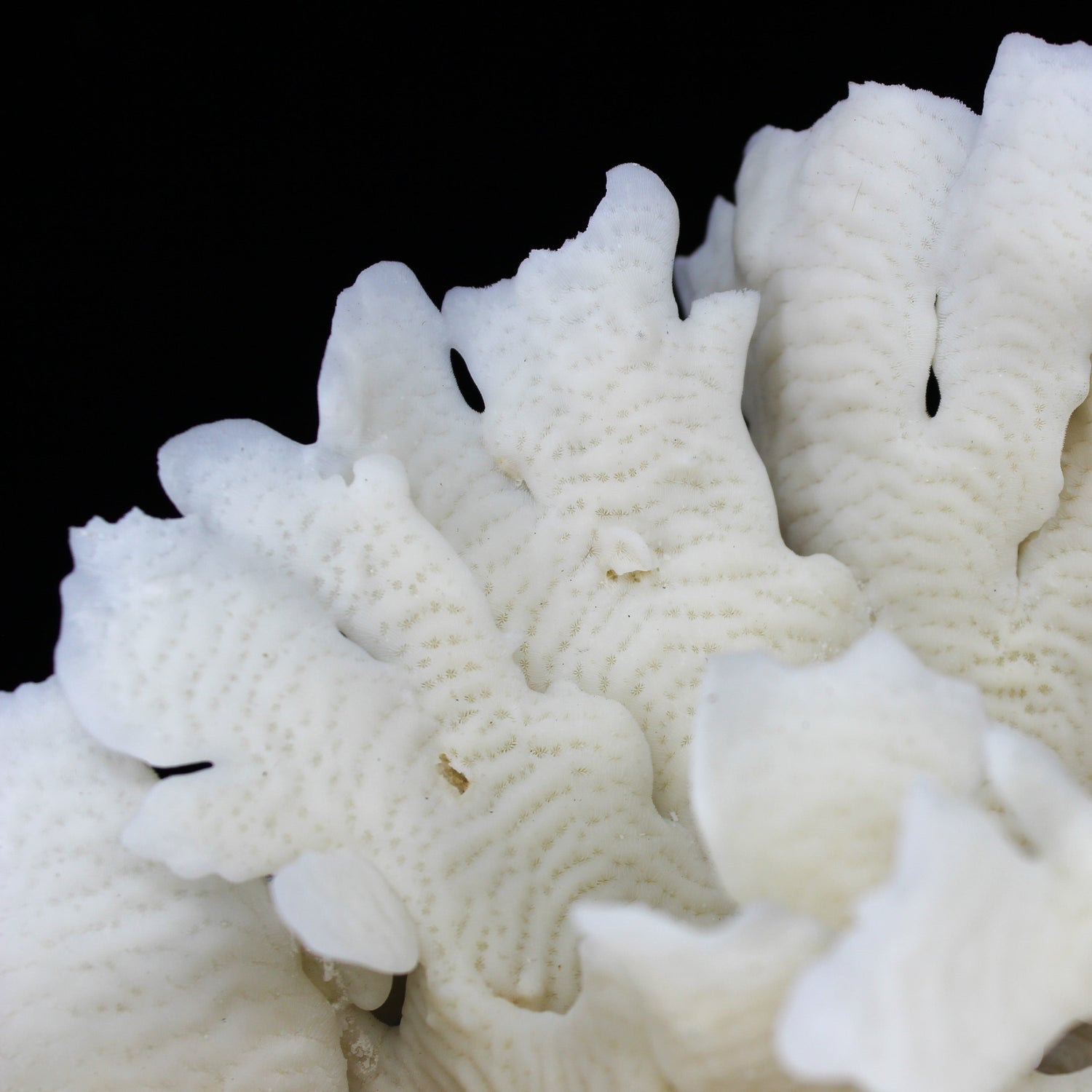 Cactus Coral 12-14"