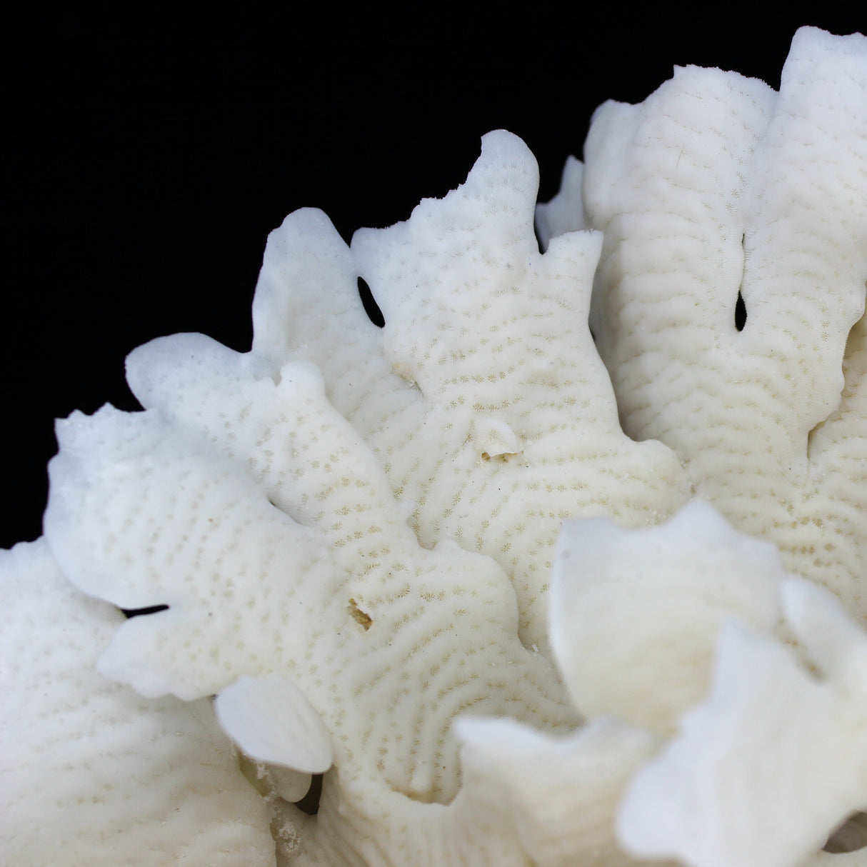 Cactus Coral 12-14"
