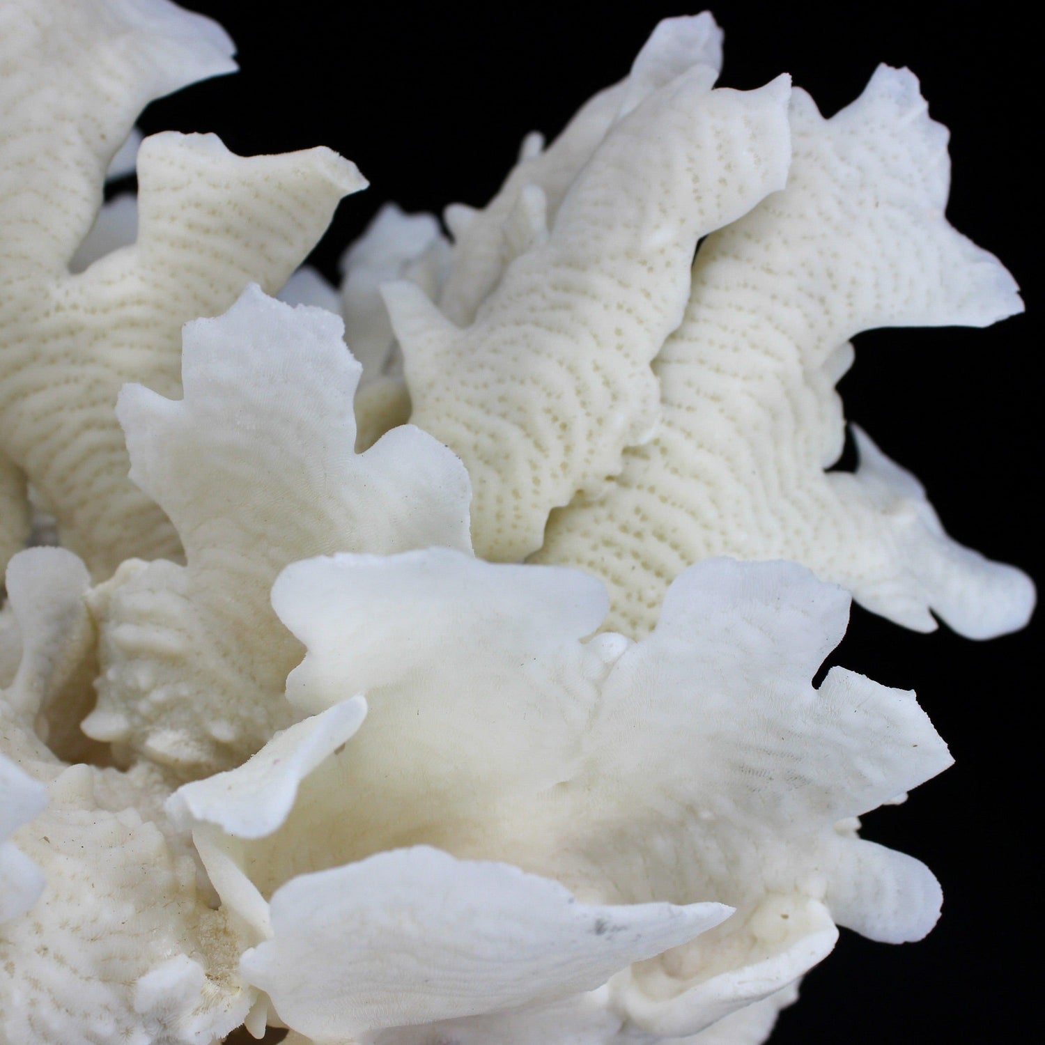 Cactus Coral 12-14"