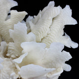 Cactus Coral 12-14"