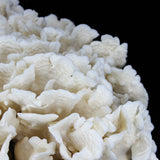 Cactus Coral 12-14"