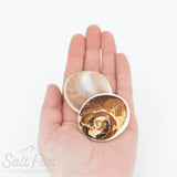 Cat's Eye Rough Shell