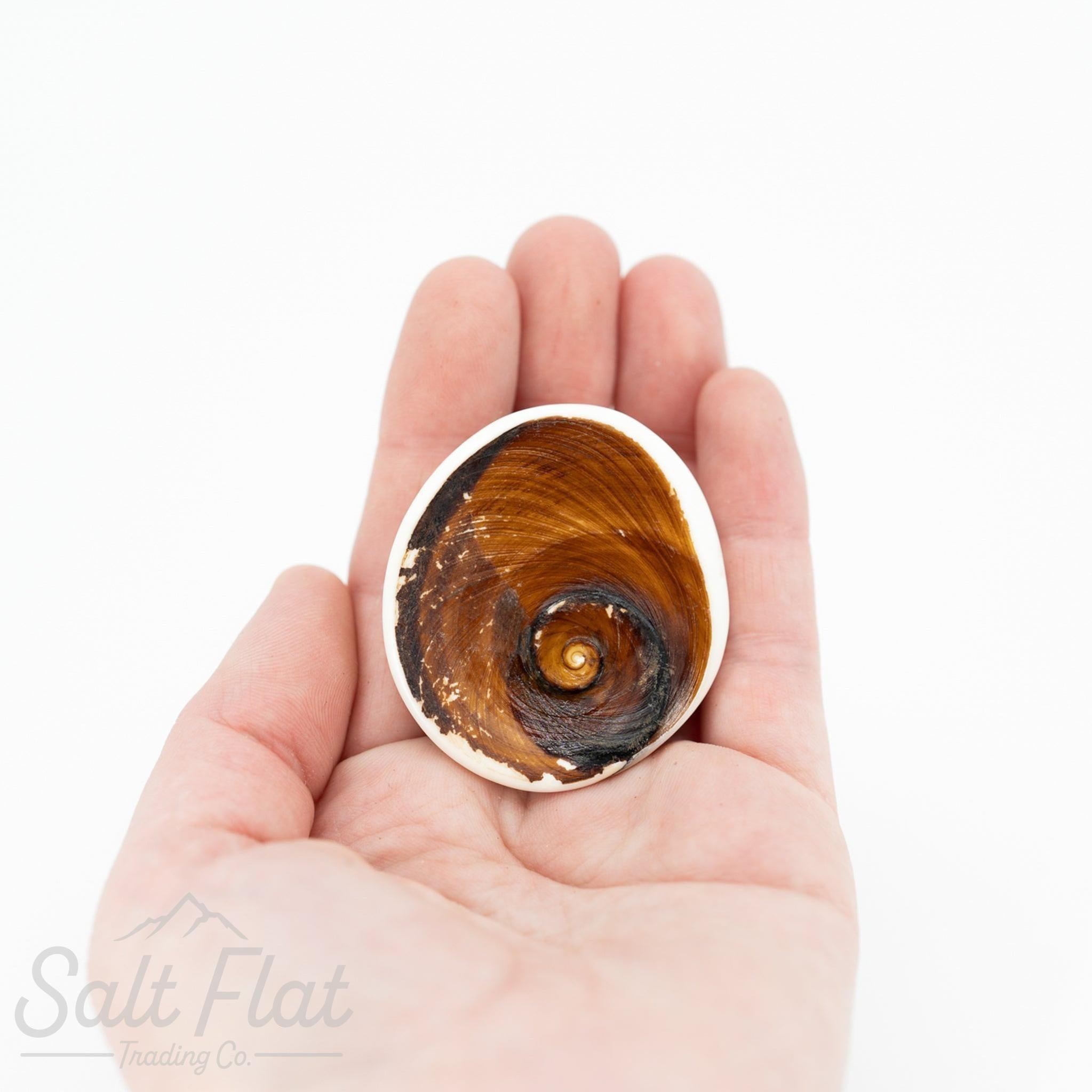 Cat's Eye Rough Shell – Salt Flat Trading Co.