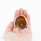 Cat's Eye Rough Shell