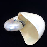 Chambered Nautilus Polished