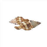 Common Triton