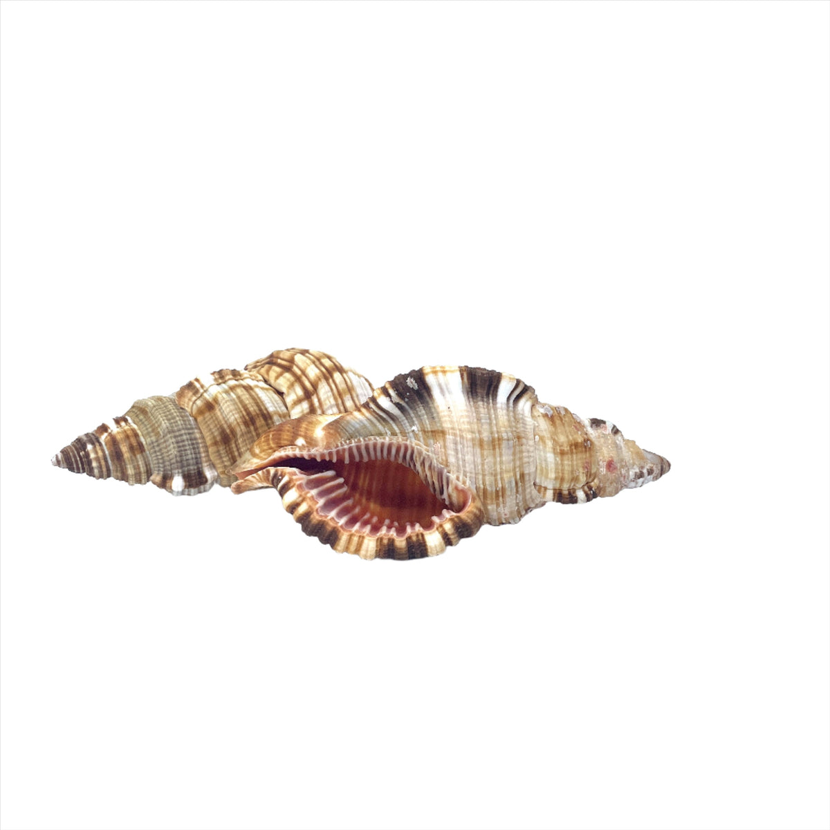Common Triton