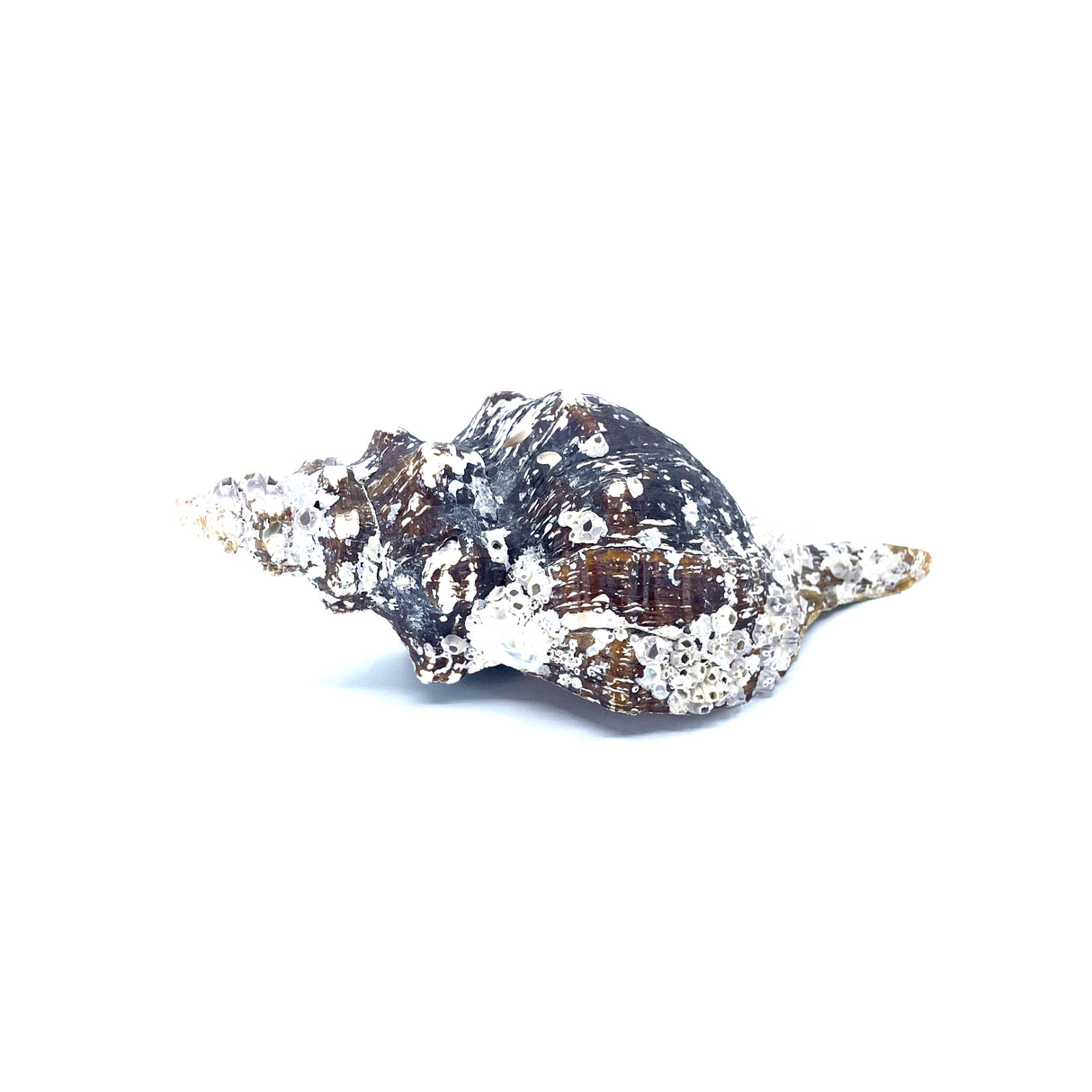 Horse Conch with Perio