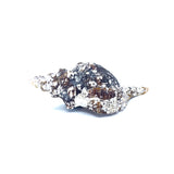 Horse Conch with Perio