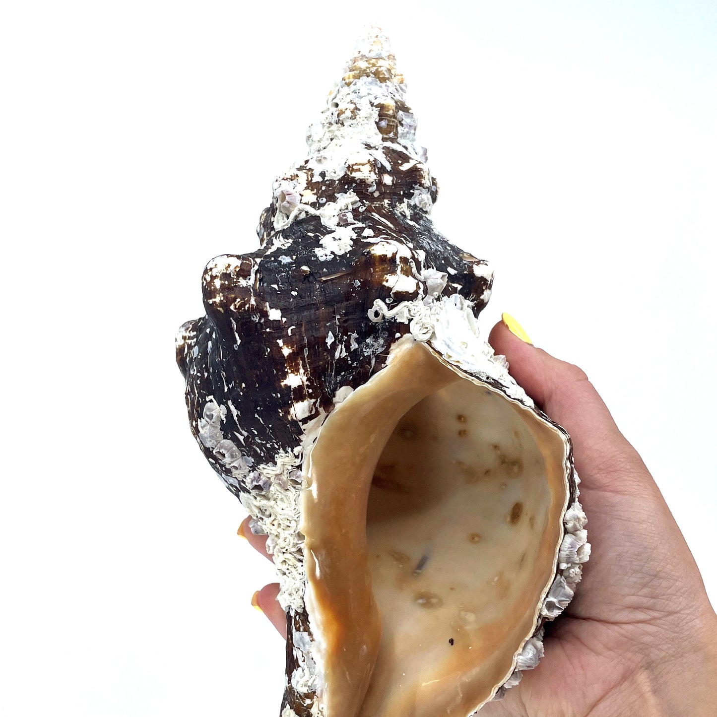 Horse Conch with Perio