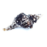 Horse Conch with Perio
