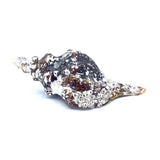 Horse Conch with Perio