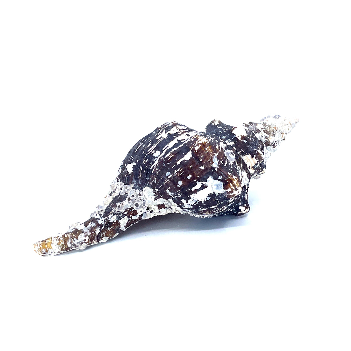 Horse Conch with Perio
