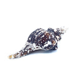 Horse Conch with Perio