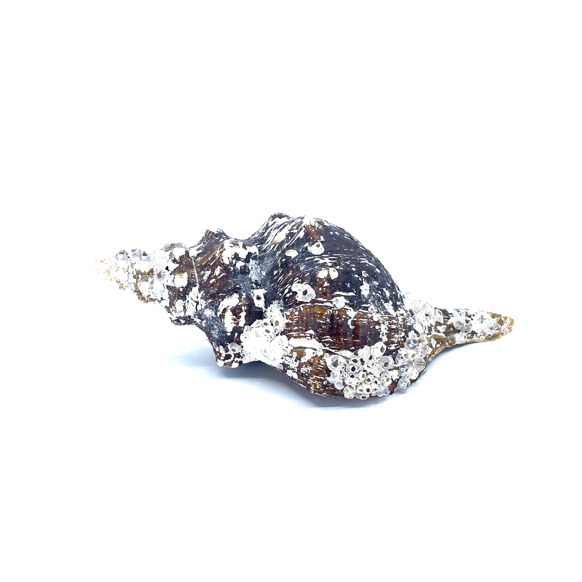 Horse Conch with Perio