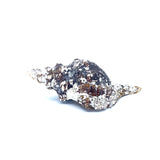 Horse Conch with Perio