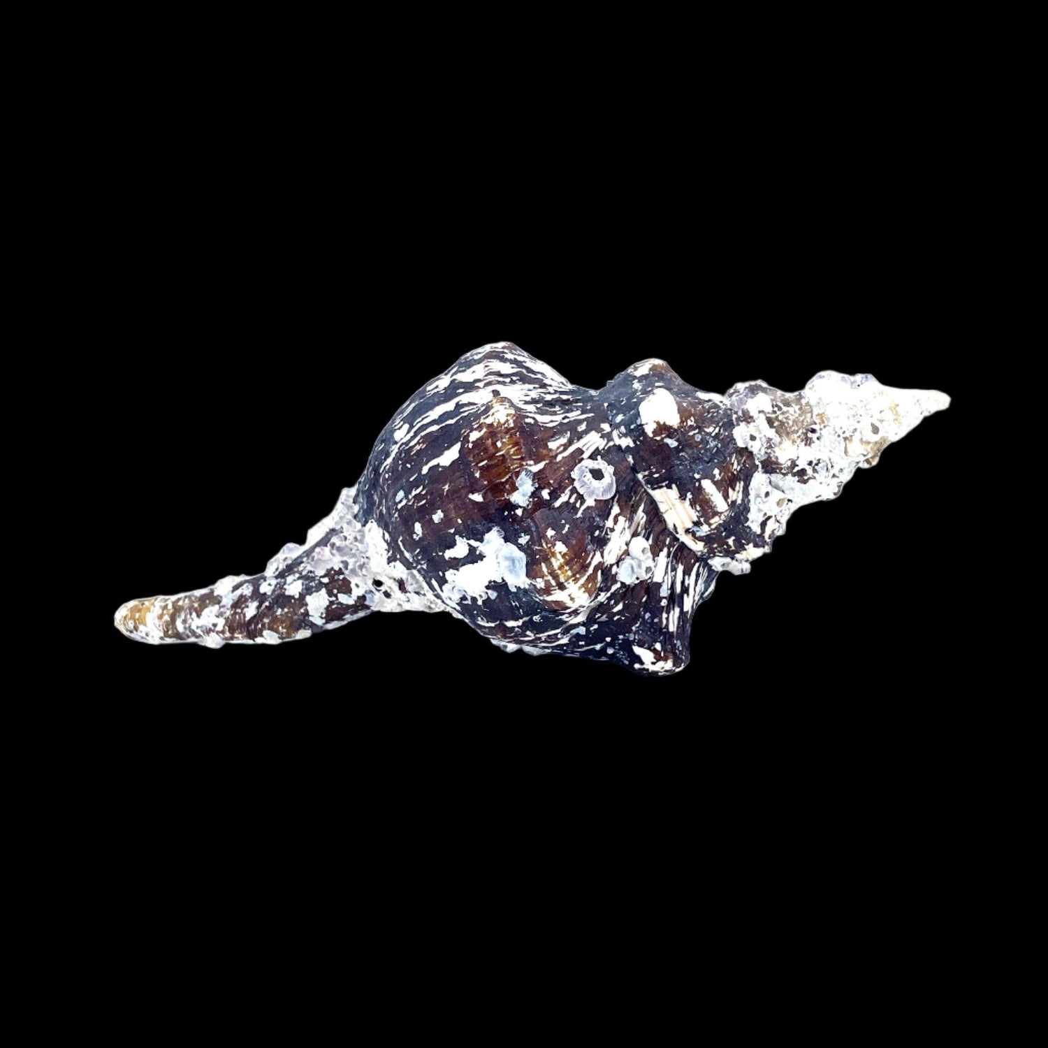 Horse Conch with Perio