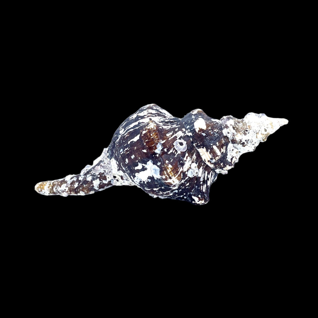 Horse Conch with Perio