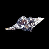 Horse Conch with Perio