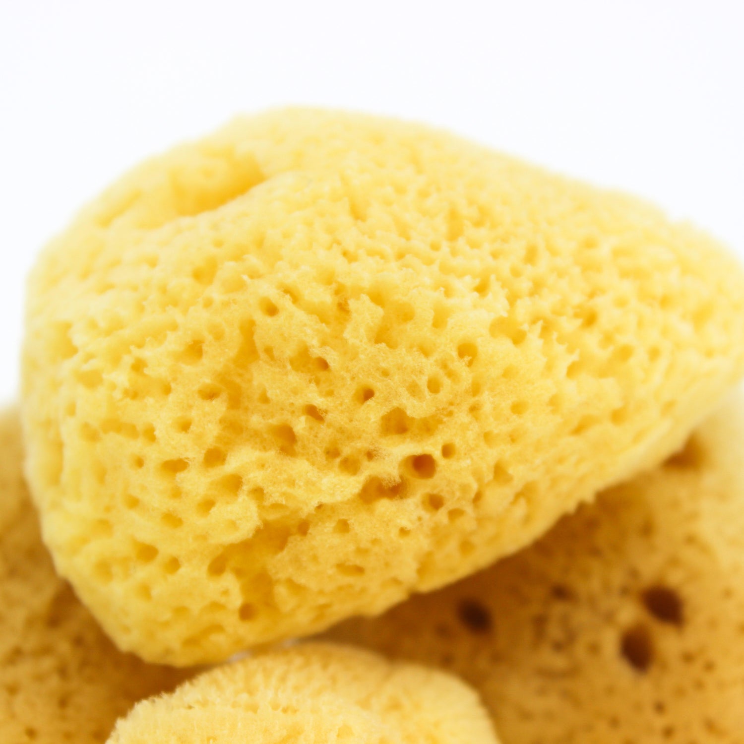 Cosmetic Sponge