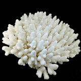 Finger Coral 14-18"