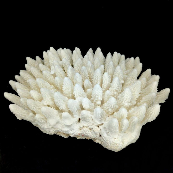 Finger Coral 14-18"
