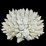 Finger Coral 14-18"