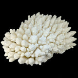 Finger Coral 14-18"