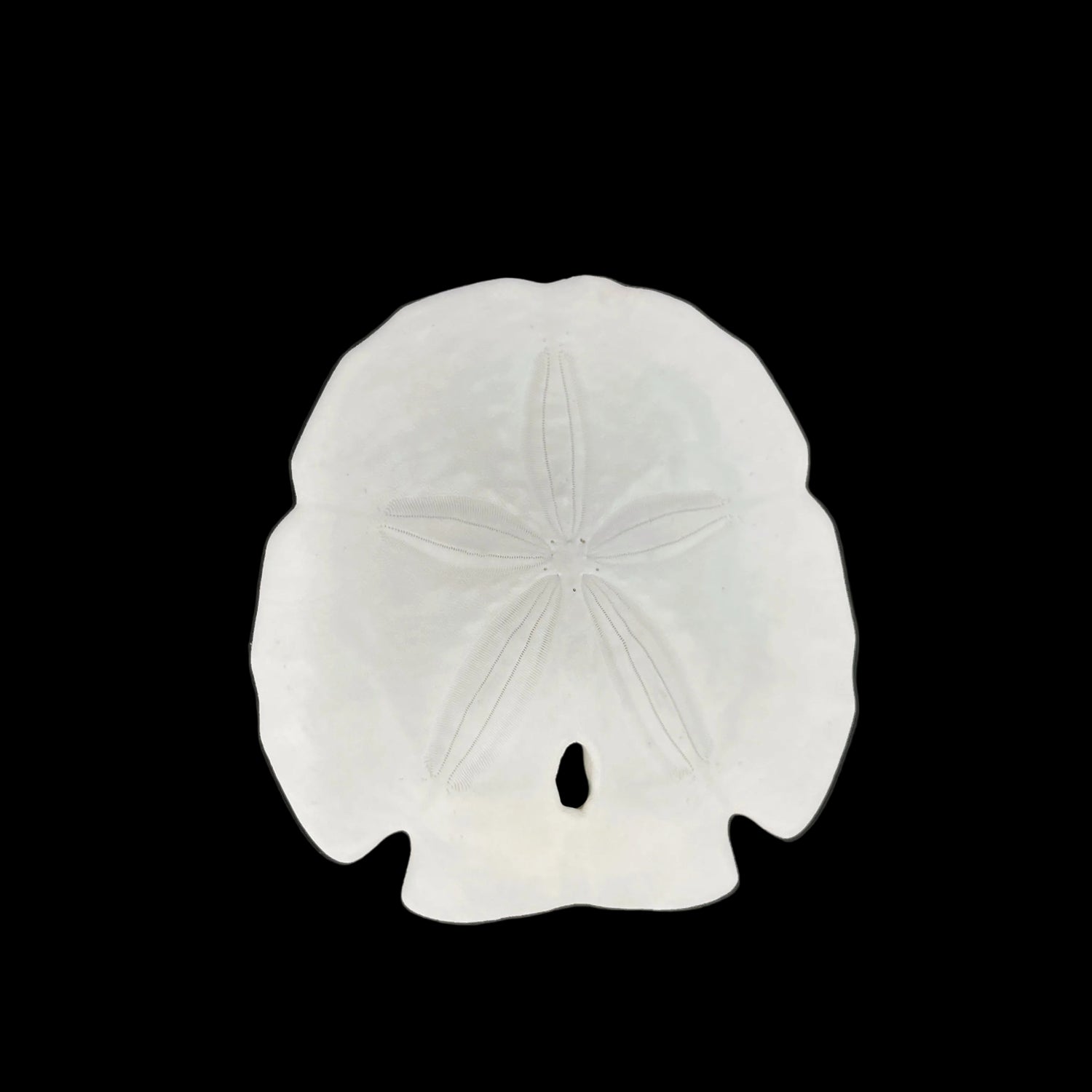 Florida Arrowhead Sandollar