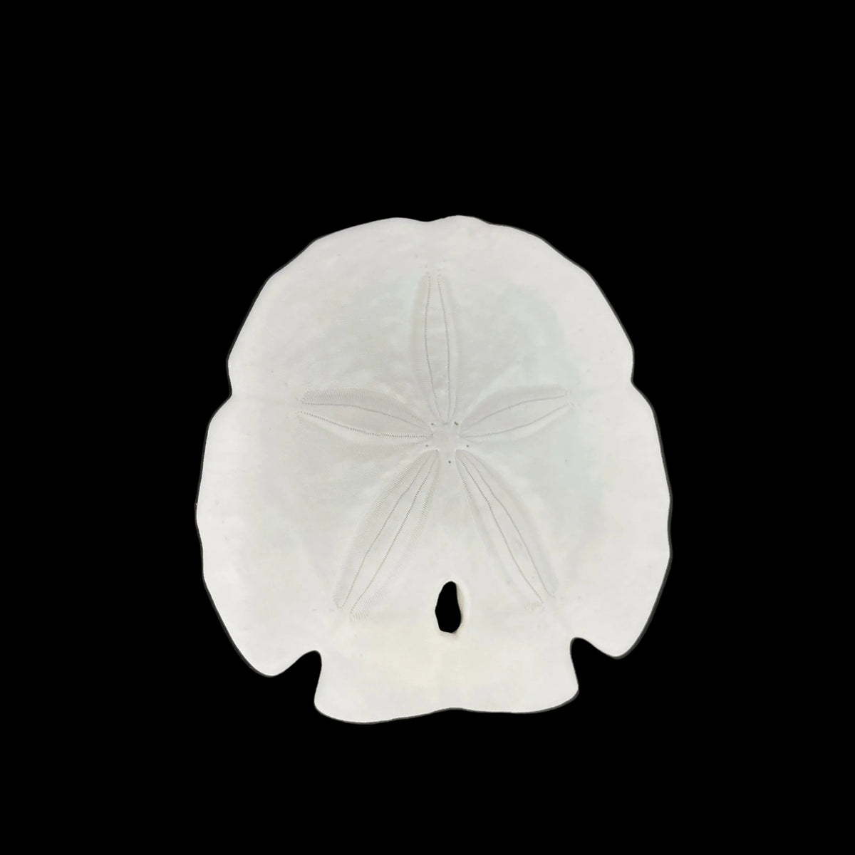 Florida Arrowhead Sandollar