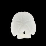Florida Arrowhead Sandollar
