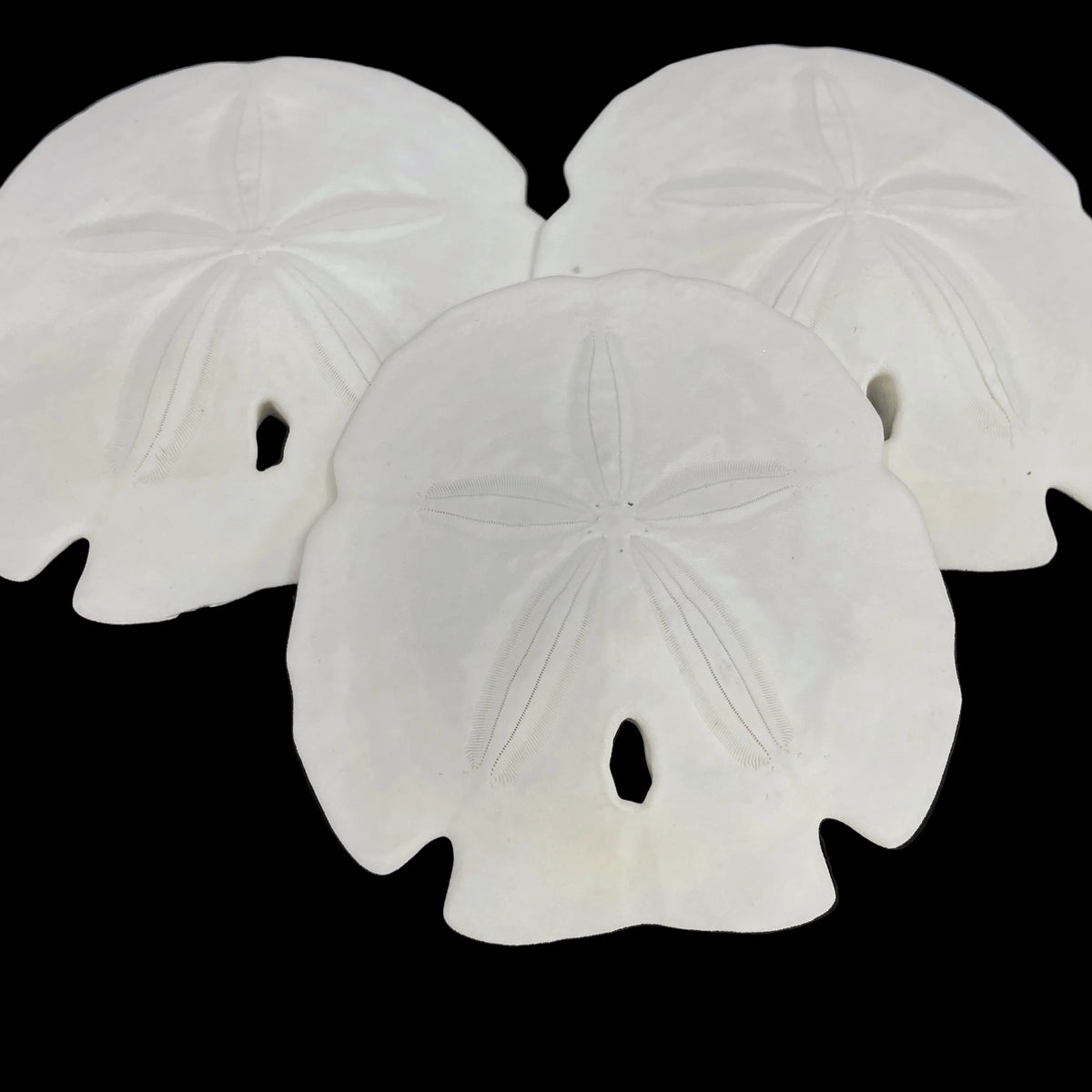 Florida Arrowhead Sandollar
