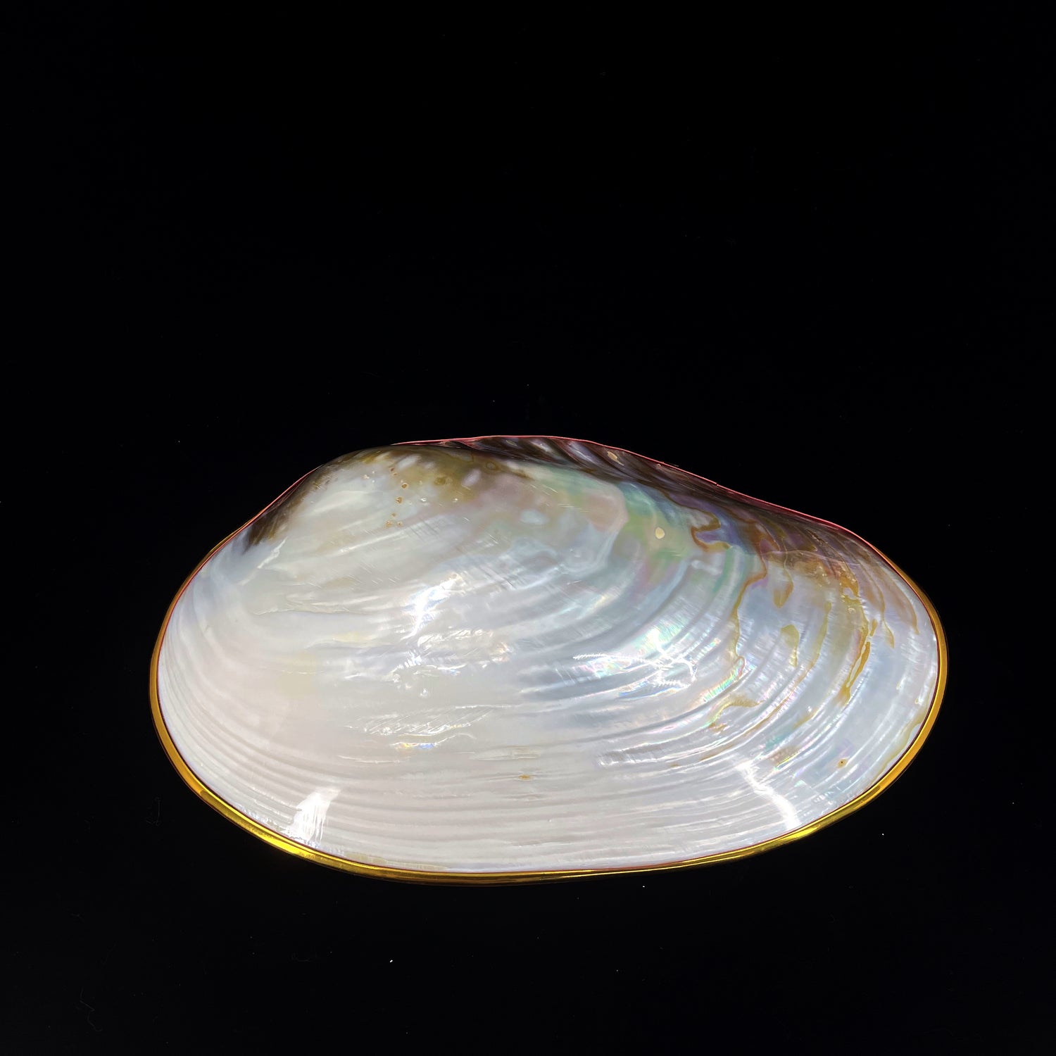 Silver Clam- Golden Edge