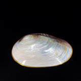 Silver Clam- Golden Edge