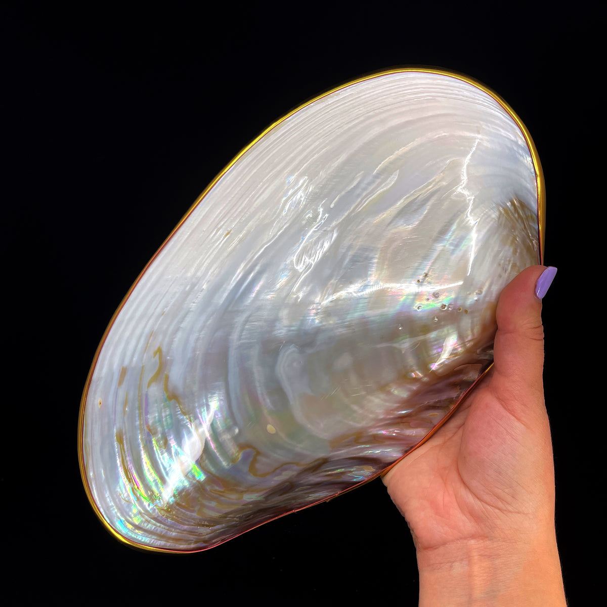 Silver Clam- Golden Edge