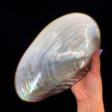 Silver Clam- Golden Edge