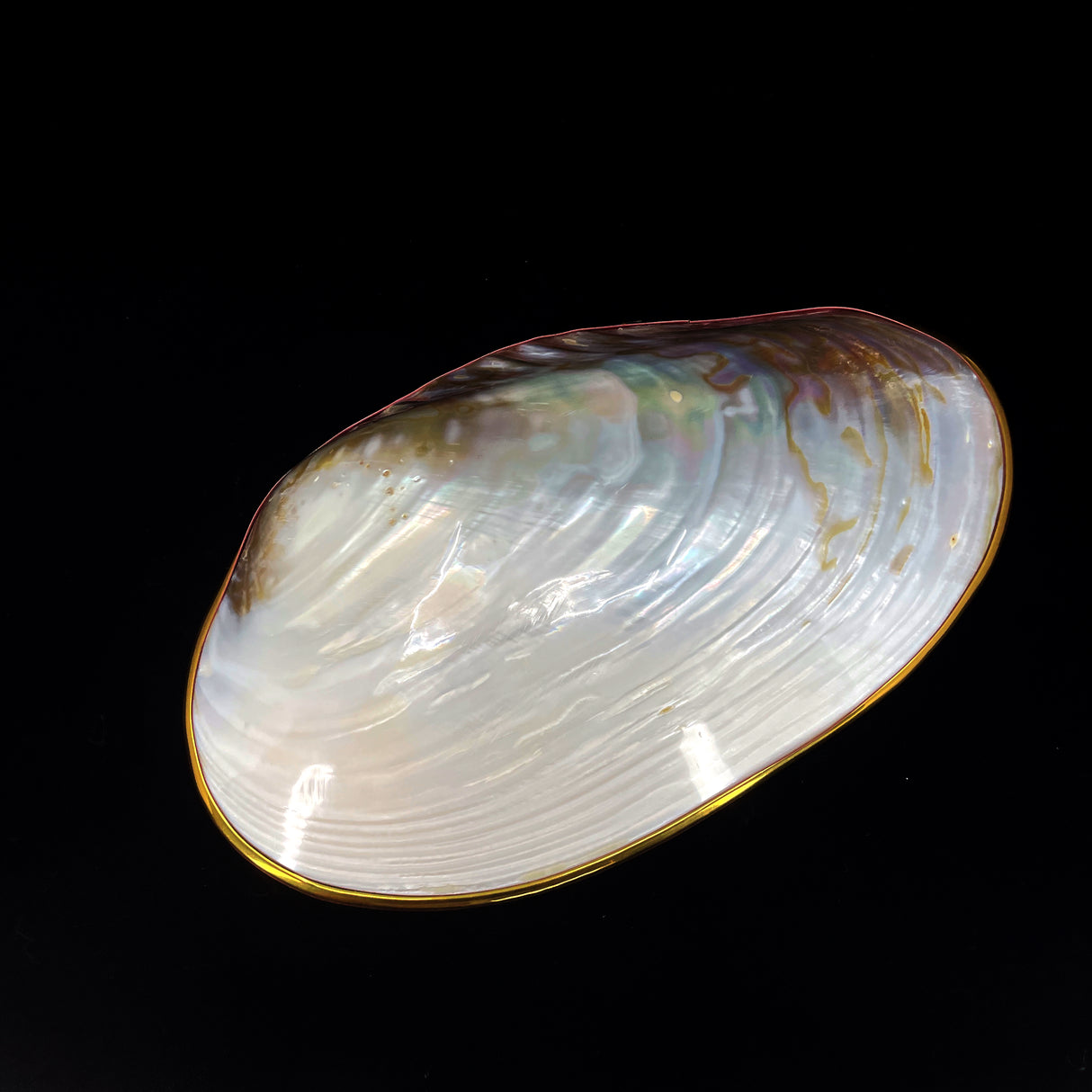 Silver Clam- Golden Edge