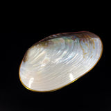 Silver Clam- Golden Edge