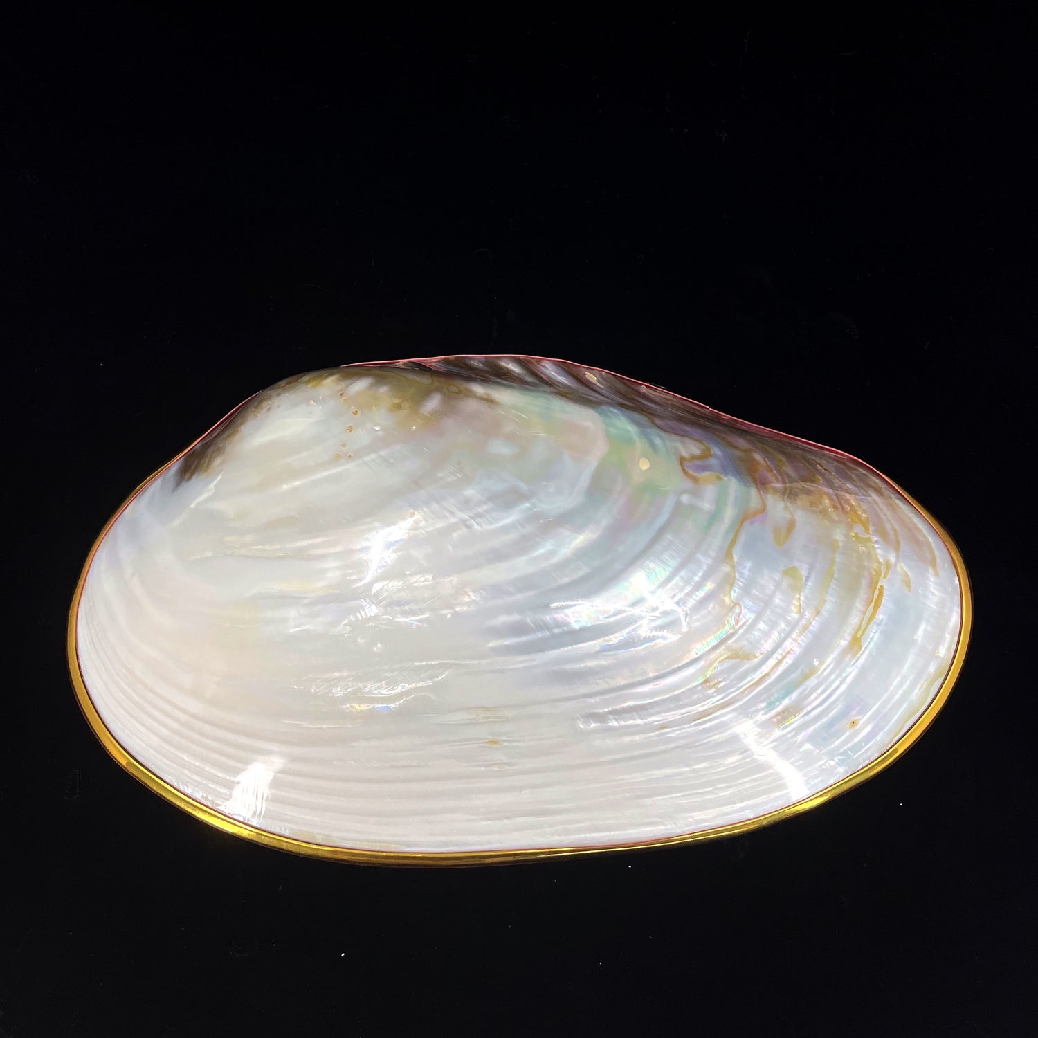 Silver Clam- Golden Edge