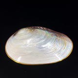 Silver Clam- Golden Edge