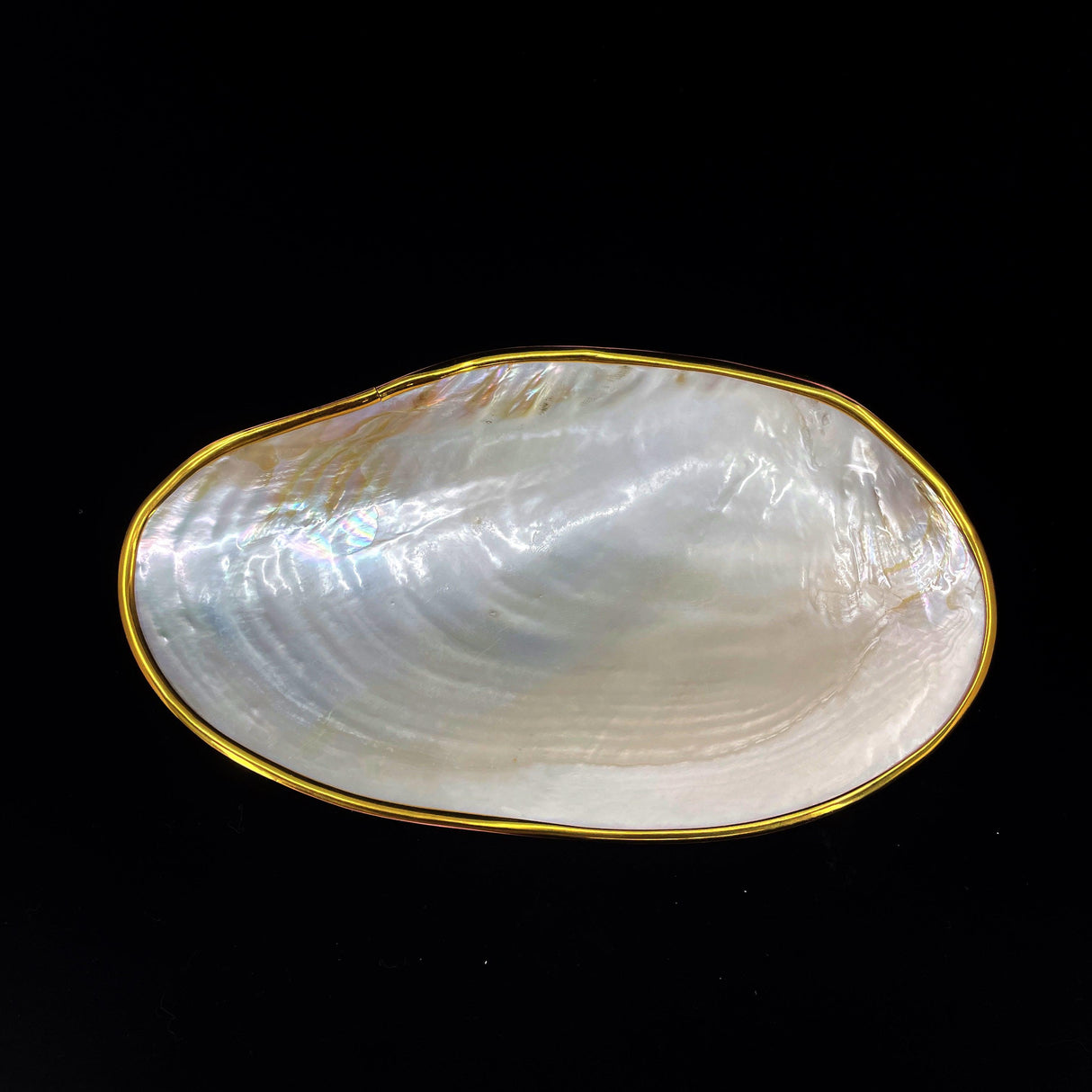Silver Clam- Golden Edge