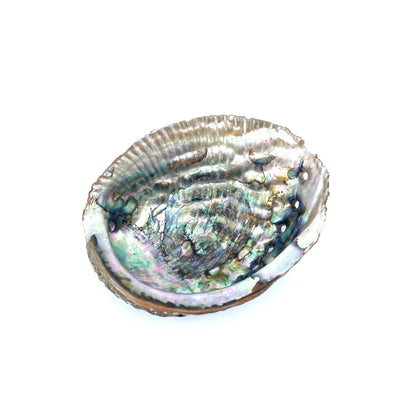 Green Abalone Polished