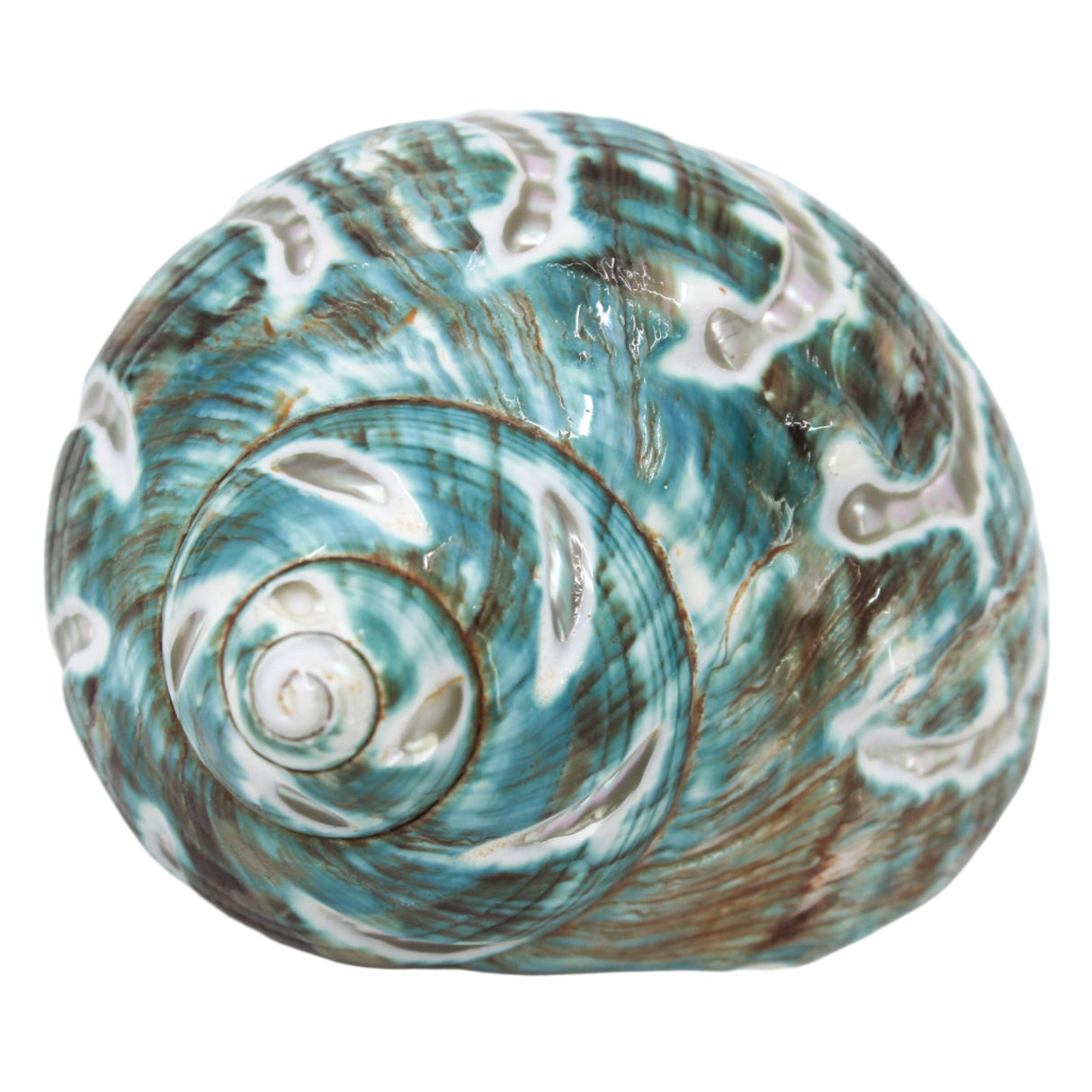 Jade Turbo Carved 3-4"