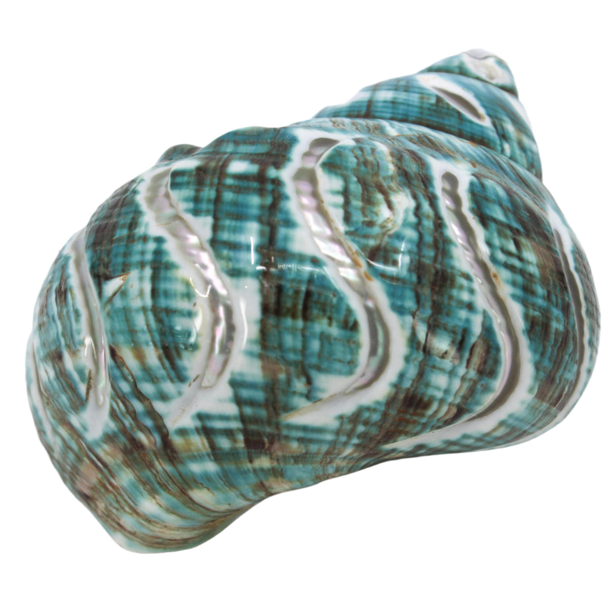 Jade Turbo Carved 3-4"