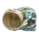 Jade Turbo Carved 3-4"