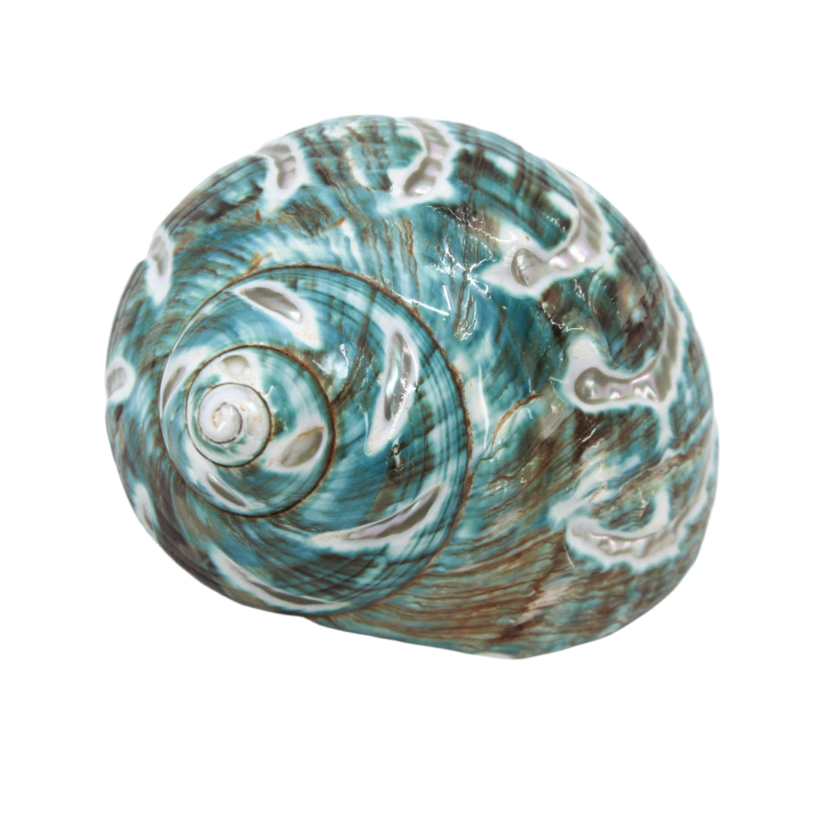 Jade Turbo Carved 3-4"