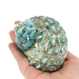 Jade Turbo Shell 2.5-3.5"