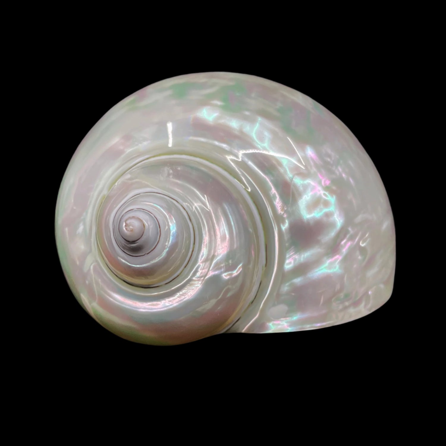 Polished Jade Turbo 2.5-3.5"