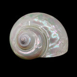Polished Jade Turbo 2.5-3.5"