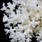 Lace Coral 5-7"